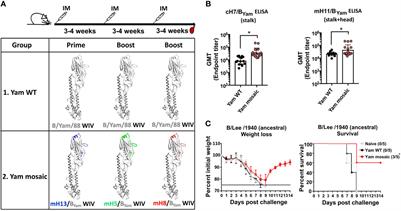 Mosaic Hemagglutinin-Based Whole Inactivated Virus Vaccines Induce Broad Protection Against Influenza B Virus Challenge in Mice